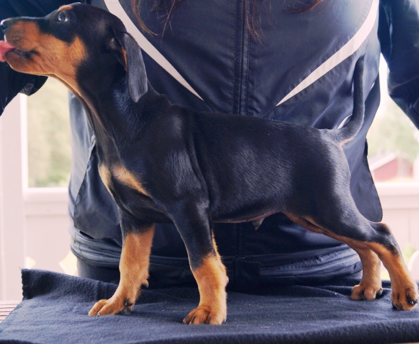 Pinscher * Xélanc Original OZito